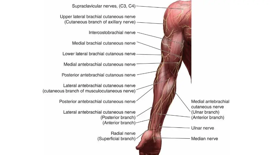medial antebrachial cutaneous nerve