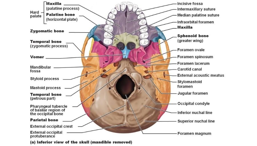 Carotid Canal skull