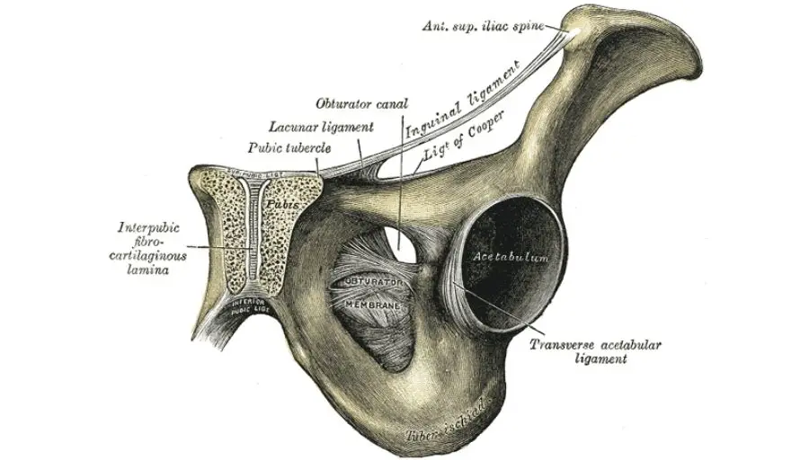 Obturator Foramen